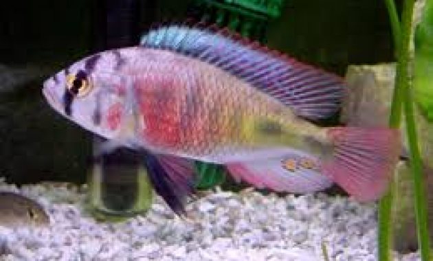 Freshwater Algae Eaters for Loyal Tank Cleaner: African Cichild 2