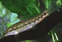 The Best Algae Eaters for Freshwater Aquarium: Chinese Algae Eater