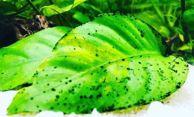 Green Spot Algae Thrive On The Anubias Leaf