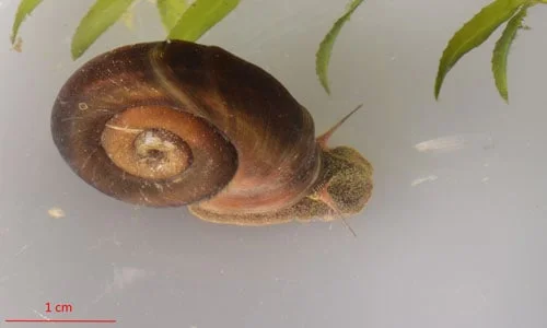 Helisoma Trivolvis Or Marsh Ramshorn Snails Appearances