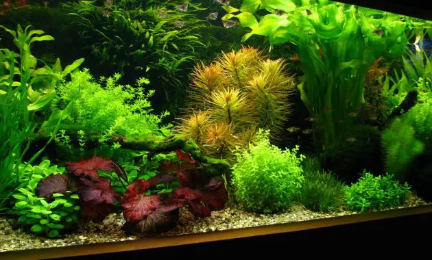 How to Create Aquascape with Dutch Style 
