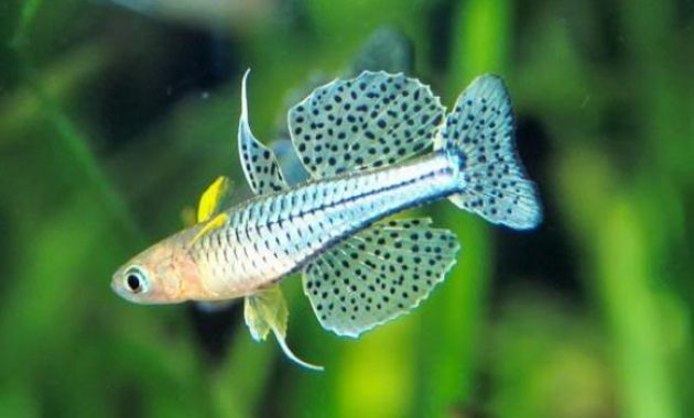 The Top 5 Best Aquascaping Fish