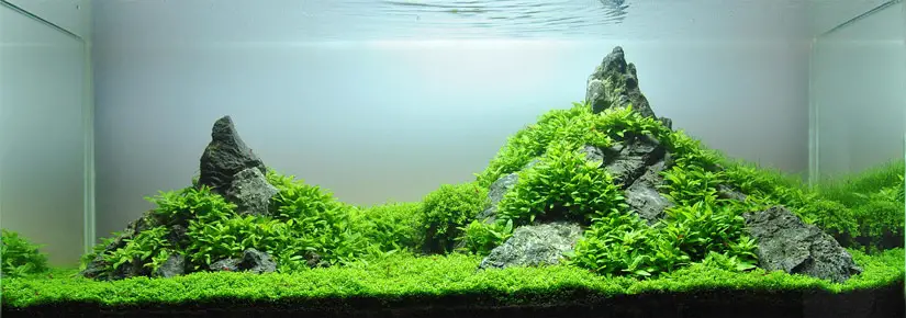How to Create Aquascape with Iwagumi Style