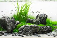 Choose The Plants For Aquascape Iwagumi Style
