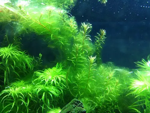 Types of Algae Can Grow in the Aquascape