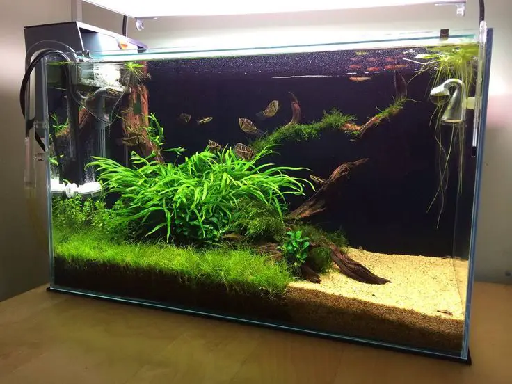 Mistakes that Often Occur When Making Aquascape