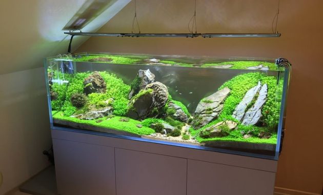 Mistakes that Often Occur When Making Aquascape