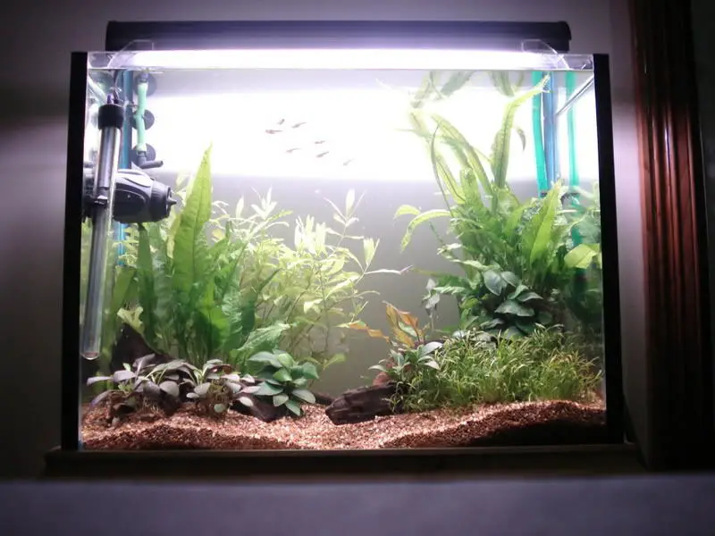 How to Choose the Right Lamp for Lighting Aquascape