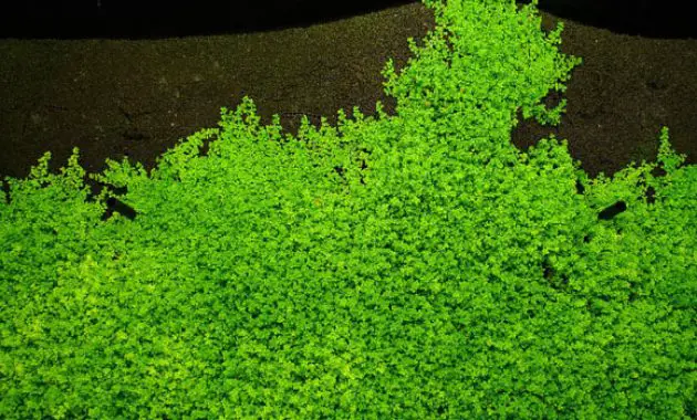 Benefits of Dry Start Method for the Aquascape