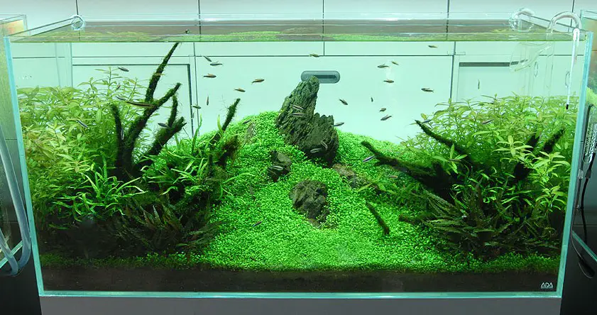 Choosing the Right Fish for Aquascape Nature Style