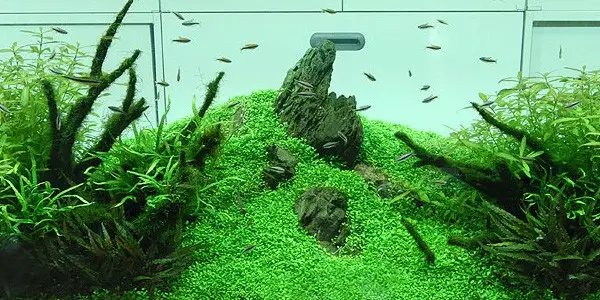 Choosing Plants For Aquascape Nature Style