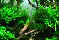 Choosing the Right Fish for Aquascape Style Jungle