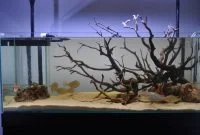 Understanding Hardscape in the Aquascape