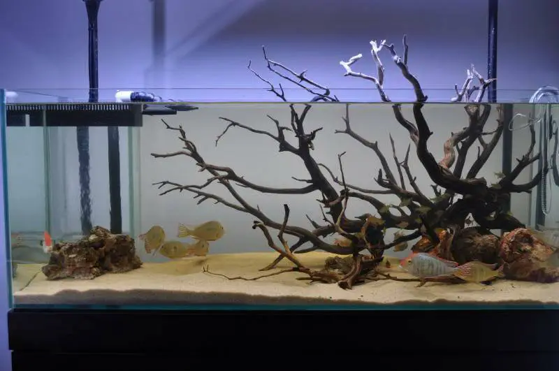 Understanding Hardscape in the Aquascape