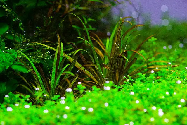 Selecting the Types of Plants for Aquascape