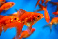 Goldfish Facts And Information