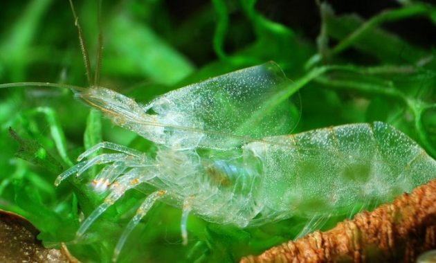 Know and Keep the Shrimp Amano Algae Eaters
