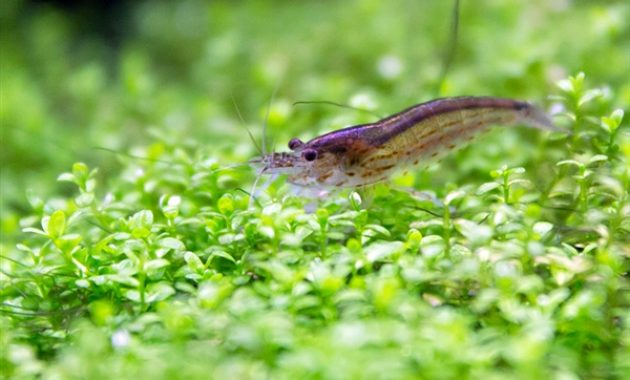 Know and Keep the Shrimp Amano Algae Eaters