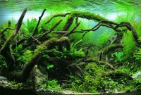How to Create Aquascape with Dutch Style