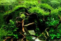 How To Create Aquascape with Jungle Style