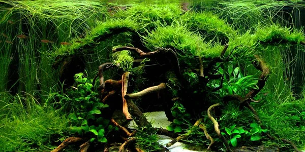 How To Create Aquascape with Jungle Style