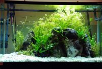 Guide to Making Aquascape for Beginners