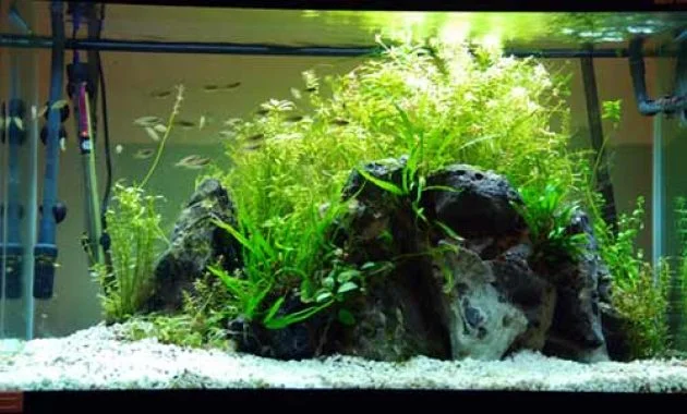 Guide to Making Aquascape for Beginners