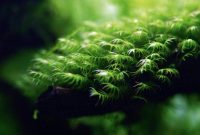 How to Grow and Nurture the Moss in the Aquascape