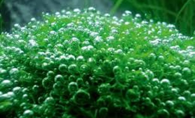 How to Grow and Nurture the Moss in the Aquascape 2