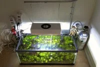 How to Set Up Lighting In the Aquascape