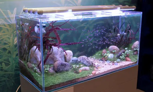 How to Set Up Lighting In the Aquascape