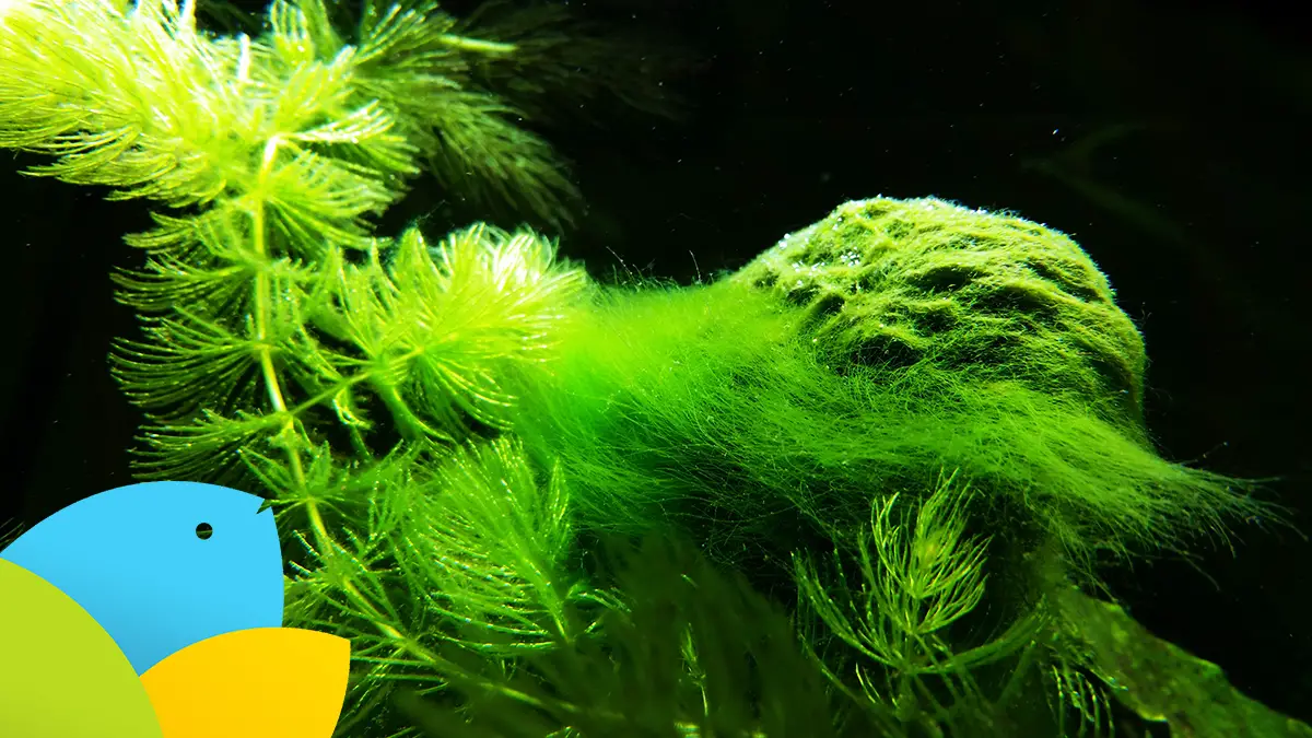 Cause of Growth Algae in the Aquascape