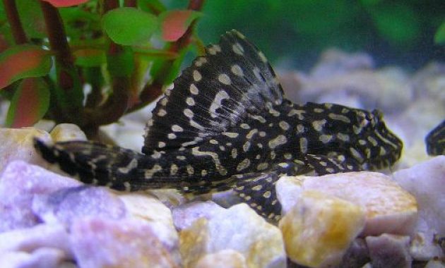 Tropical Fish for Freshwater Aquariums: Pleco Fish