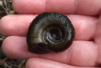 Ramshorn Snail: The Best Algae Eaters For A Balanced Freshwater Aquarium