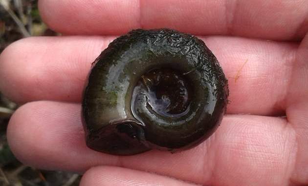 The Empty Snail's Shell Of Planorbarius Corneus