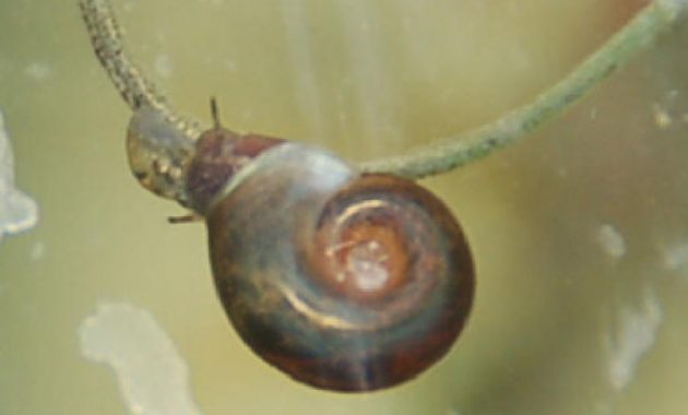 Ramshorn Snail: The Best Algae Eaters For A Balanced Freshwater Aquarium 2 