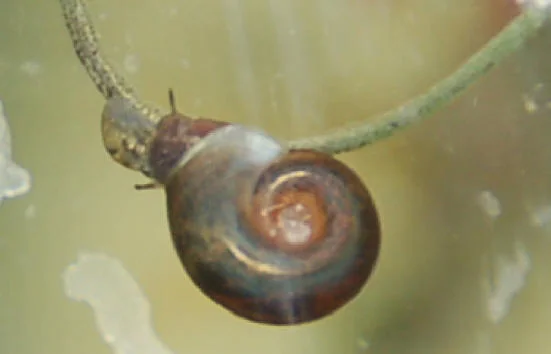 Little Ramshorn Snail Hanging On A Rope