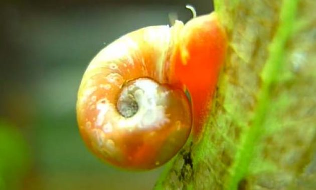 Ramshorn Snail: The Best Algae Eaters For A Balanced Freshwater Aquarium 3
