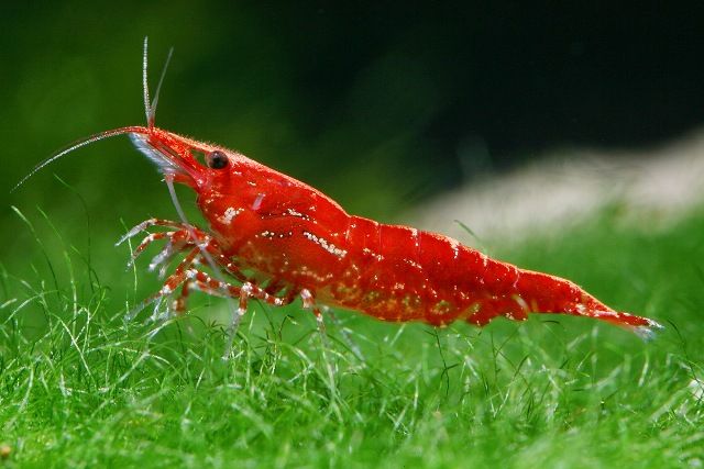 Red Cherry Shrimp: The Good Algae Eating Shrimp for an Aquarium