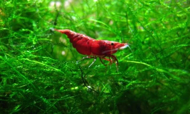 Red Cherry Shrimp: The Good Algae Eating Shrimp for an Aquarium 2