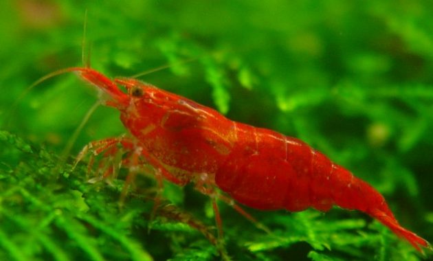 Red Cherry Shrimp: The Good Algae Eating Shrimp for an Aquarium 3