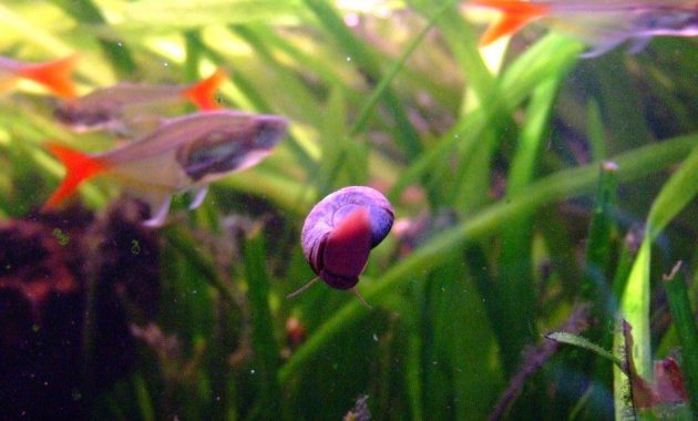 5 Effective Ways To Get Rid Of Ramshorn Snails In The Aquarium