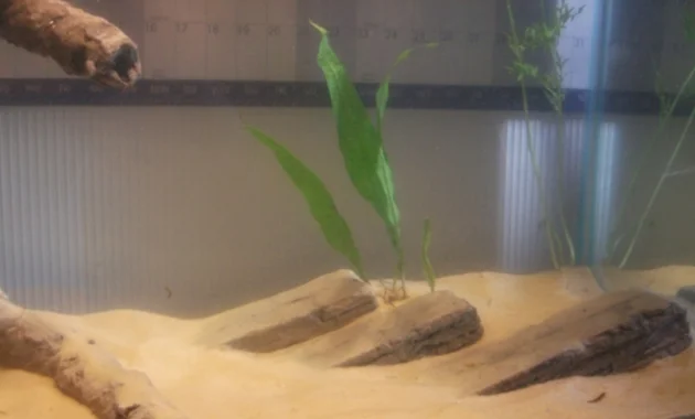 Function Of Substrate To Plant Your Aquascape