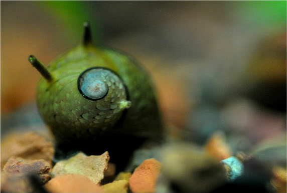 The Best Algae Eater Snails: Horned Nerite Snail