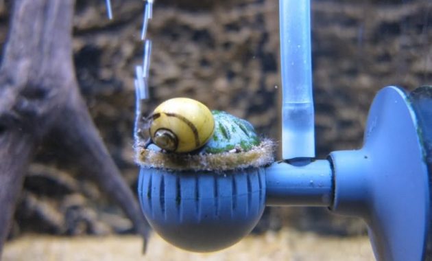 The Best Algae Eater Snails Horned Nerite Snail 3