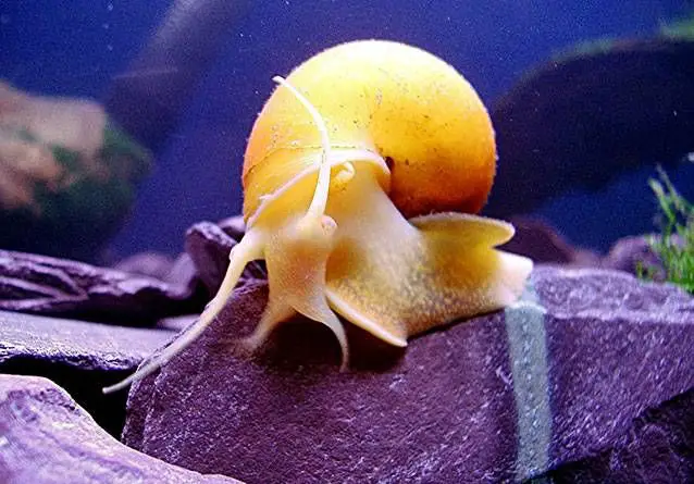 The Best Snail for Algae Control in Fish Tank: Golden Apple Snail