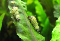 The Little World of the Algae Eaters Snails: Malaysian Trumpet Snail
