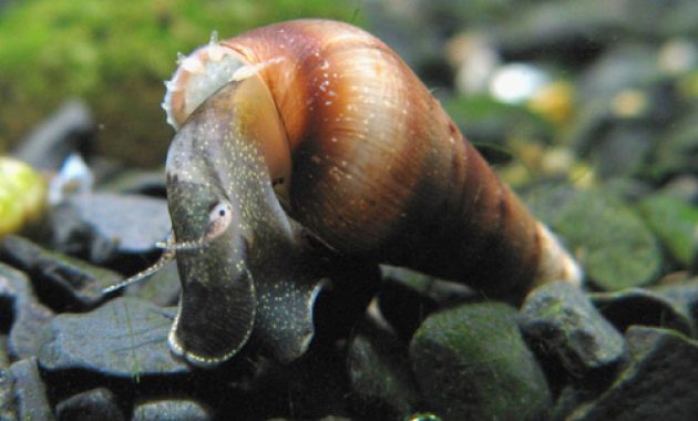 The Little World of the Algae Eaters Snails: Malaysian Trumpet Snail 2
