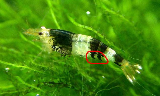 The Real Freshwater Algae Eaters: Bee Shrimp 3