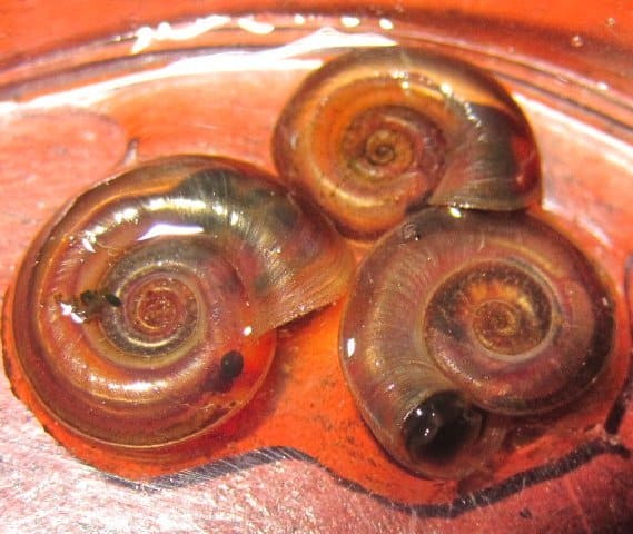 Three Little Anisus Vorticulus Or Lesser Ramshorn Snails